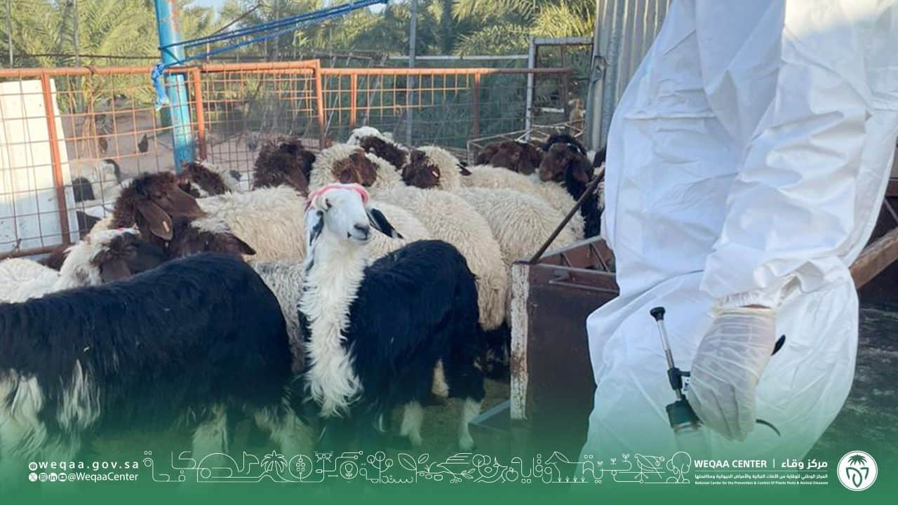 "وقاء حائل" يبدأ حملة التحصين لأكثر من نصف مليون رأس ماشية ضد مرض الحمى القلاعية لعام 2024م