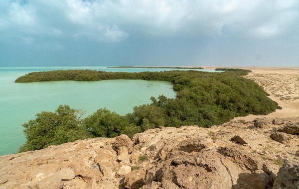 "الغطاء النباتي" يعزز ازدهار غابات المانجروف على سواحل المملكة بزراعة 13 مليون شتلة