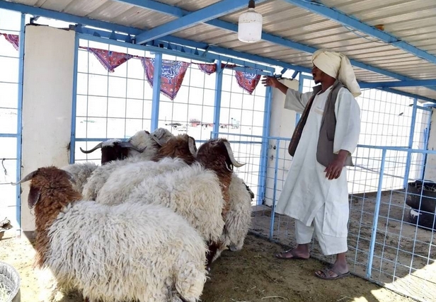 «البلديات»: إنشاء أسواق النفع العام خارج النطاق العمراني