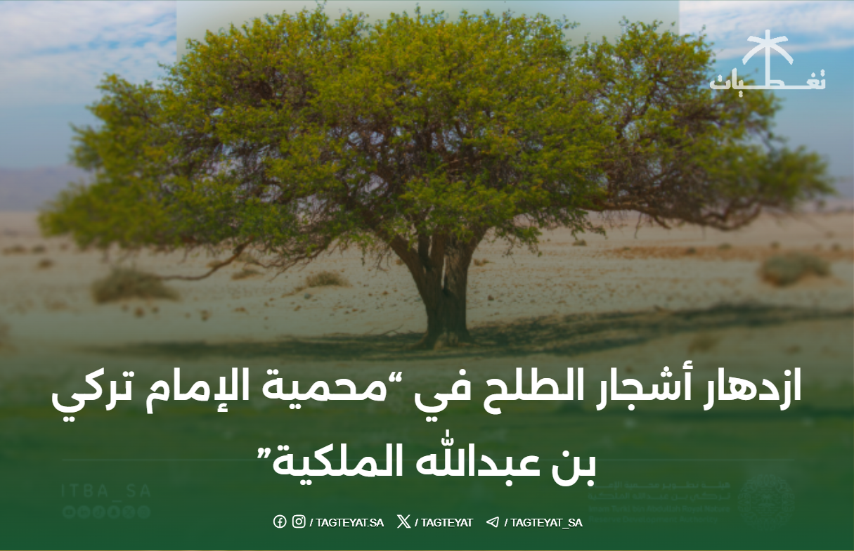 ازدهار أشجار الطلح في محمية الإمام تركي بن عبدالله الملكية