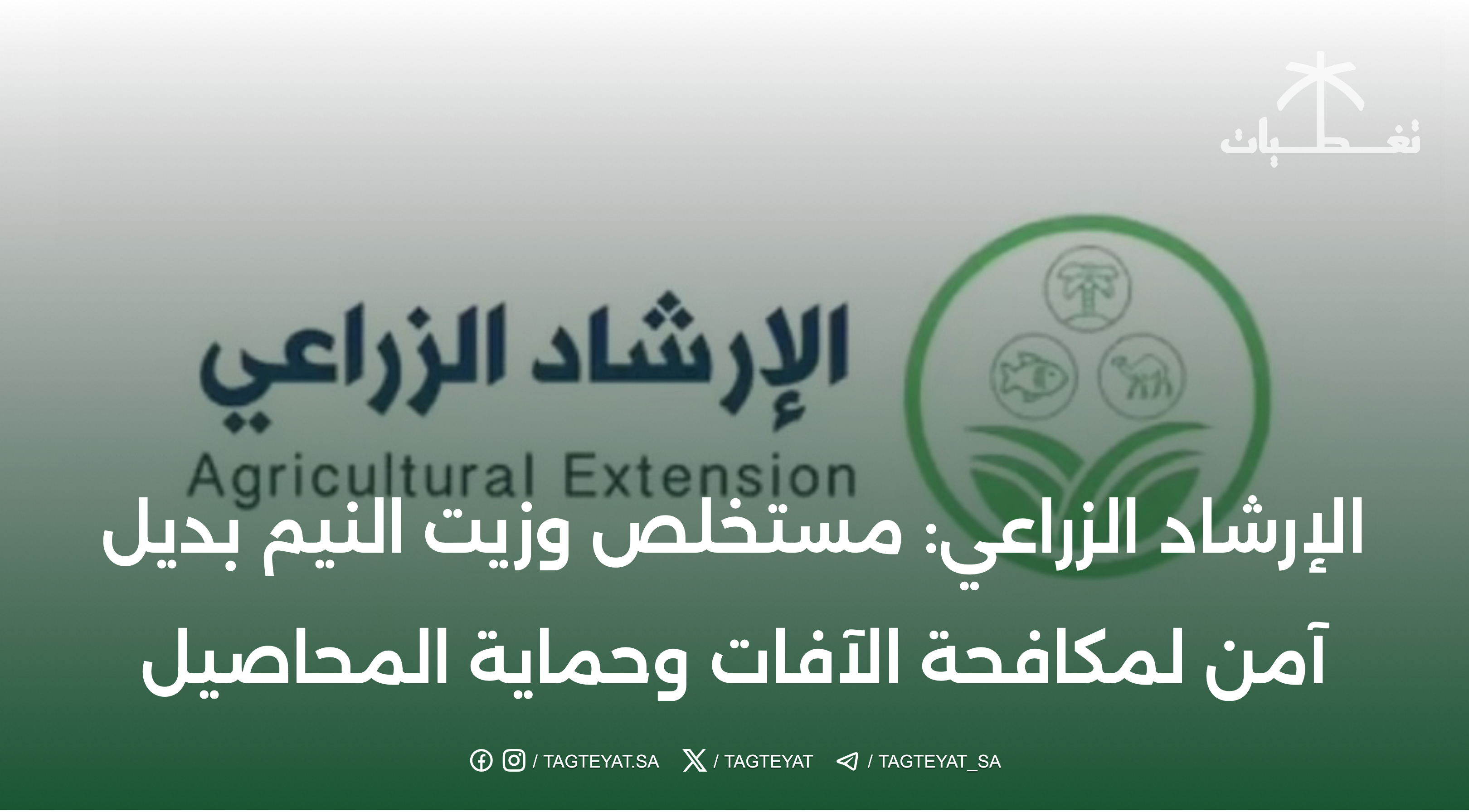 الإرشاد الزراعي: مستخلص وزيت النيم بديل آمن لمكافحة الآفات وحماية المحاصيل