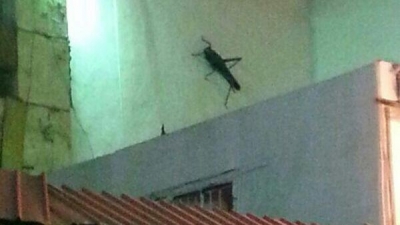 جرادة عملاقة في جدة: هل هي حقيقة؟